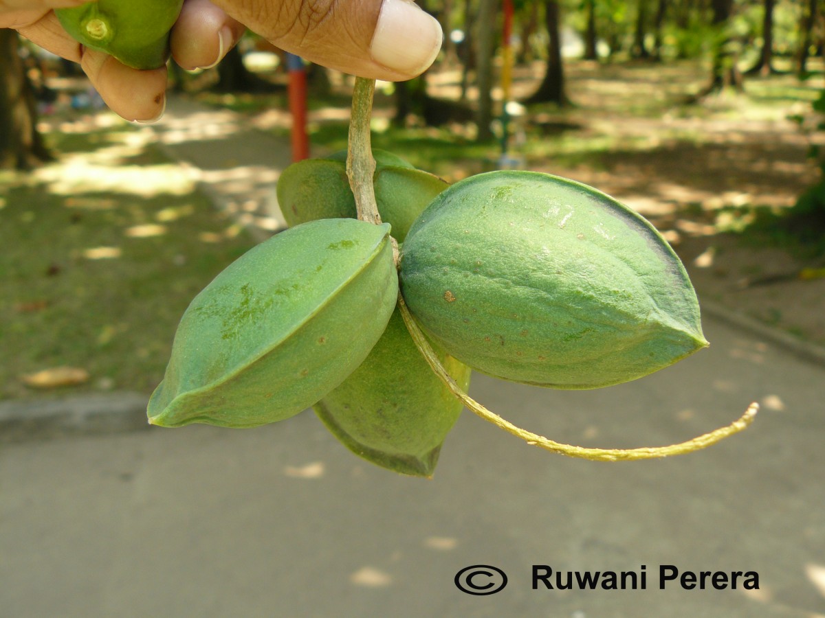 Terminalia catappa L.